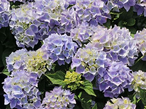 Ballhortensie Ankong Blau Hydrangea Macrophylla Ankong Blau