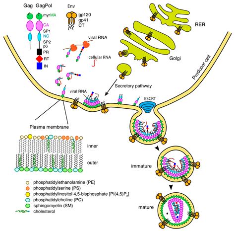 Viruses Free Full Text The Interplay Between Hiv Gag Binding To