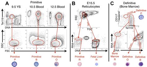 Isolation Of Primitive And Definitive Erythroid Cells At Specific