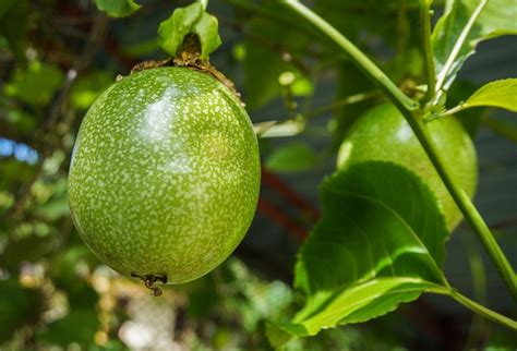 Maracujá exige espaço para desenvolver a planta