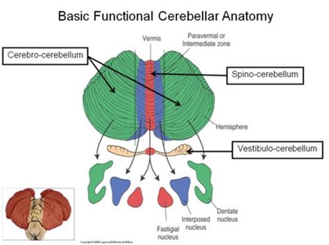 Basal Ganglia And Cerebellum Flashcards Quizlet