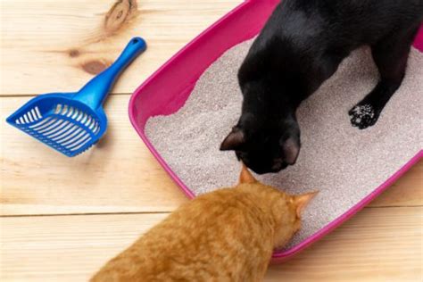 The 10 Best Cat Litter Scoops