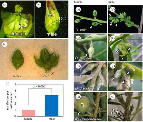 Pleiotropic Effects Of Sex Determining Genes In The Evolution Of Dioecy