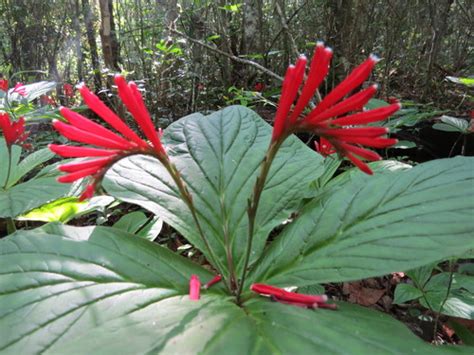 Spigelia Splendens · Inaturalist