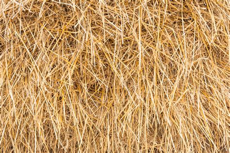 Hay Texture