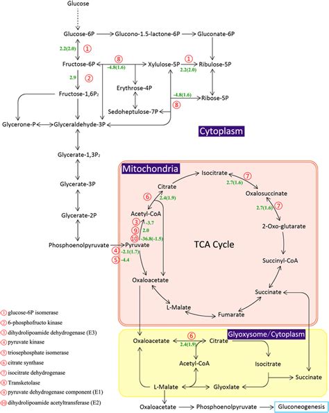 Pentose Phosphate Pathway And Glycolysis