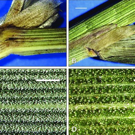 Leaf 2 Nd Leaf From The Top Characteristics Of Calamagrostis Hongii