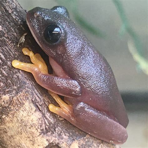 Cb Melanistic Red Eyed Tree Frog Peregrine