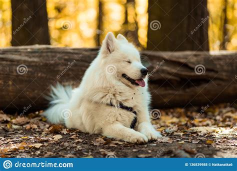 Perro Esquimal Del Samoyedo De La Raza Del Perro Perrito Retrato Foto