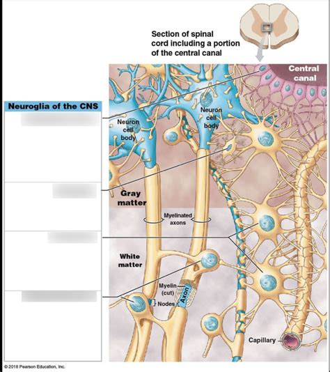 Neuroglia Diagram Quizlet