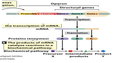 Control Of Gene Expression In Bacteria Flashcards Quizlet