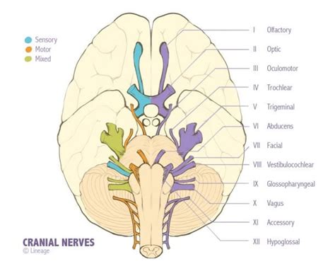 Cranial Nerve Palsies Smarty Pance