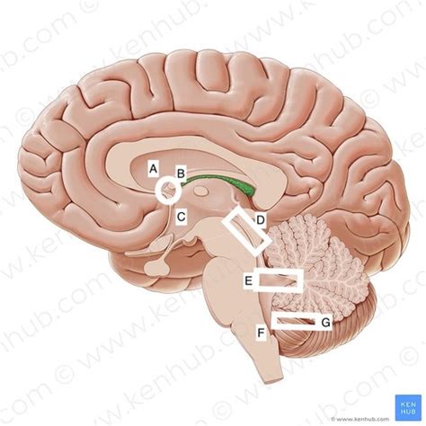 6 Cranial Vault Brain And Cranial Nerves Flashcards Quizlet