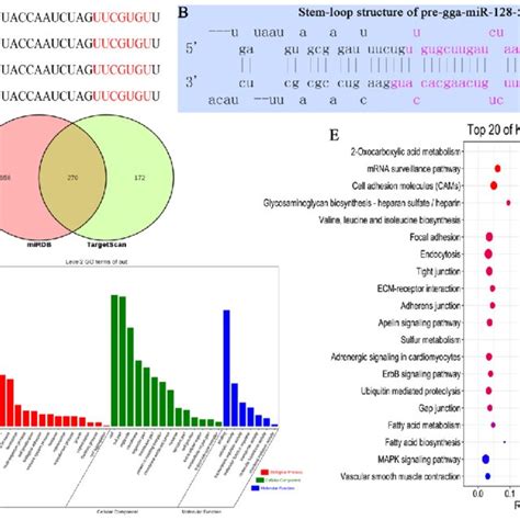 Sequencing Characteristics And Biological Functions Of Target Genes Of