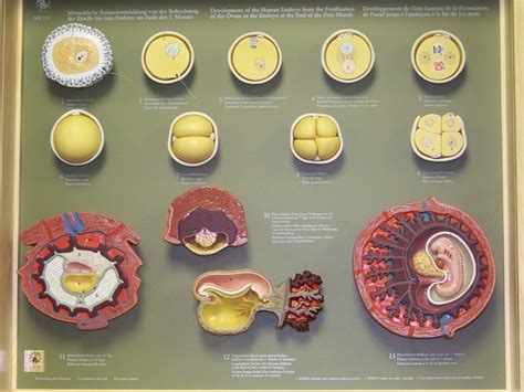 Embryology Cell To Embryo Model 2 Diagram Quizlet