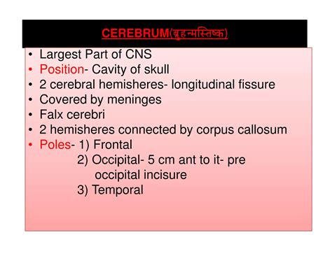 Cerebrum And Lateral Ventricle Ppt