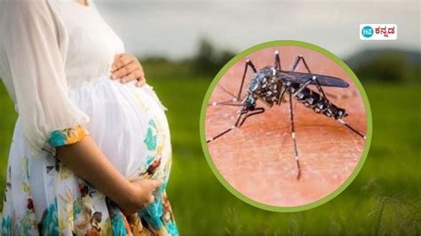 Dengue ಗರ್ಭಾವಸ್ಥೆಯಲ್ಲಿ ಡೆಂಗ್ಯೂ ಕಾಣಿಸಿದ್ರೆ ಎದುರಾಗಬಹುದು ಇಷ್ಟೆಲ್ಲಾ ಸಮಸ್ಯೆ ಮುನ್ನೆಚ್ಚರಿಕೆ ಮರಿಬೇಡಿ