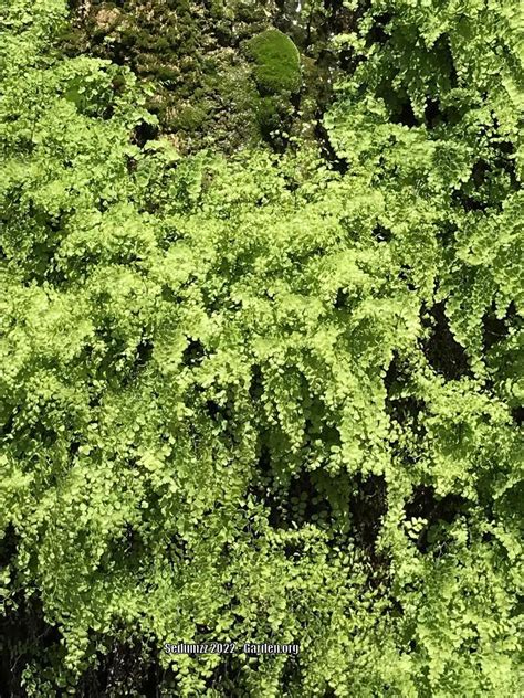 Photo Of The Entire Plant Of Southern Maidenhair Fern Adiantum