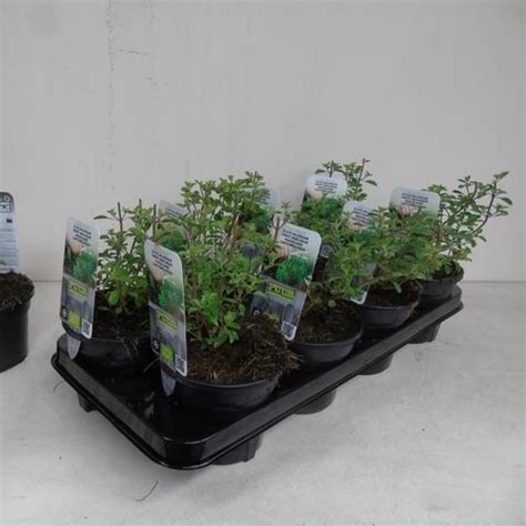 Origanum Majorana Plantegrossist FlorAccess