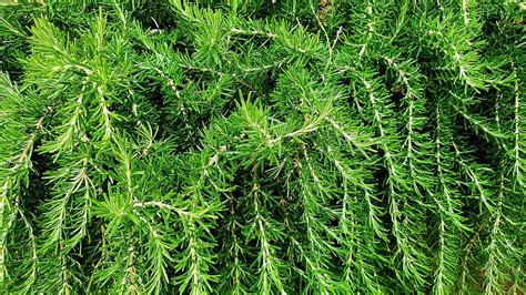 Rosemary Herb Free Photo On Pixabay Pixabay