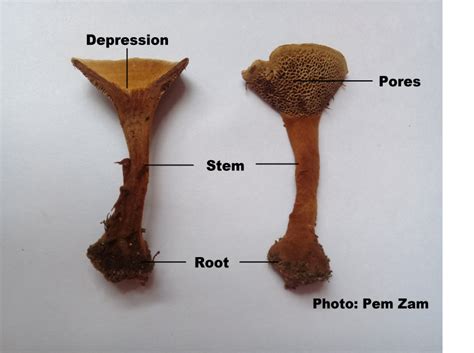 Coltricia Plant Science