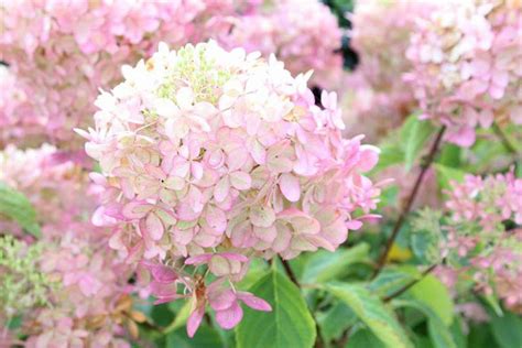 Native Hydrangeas Beautiful Easycare Plants That Thrive In Your