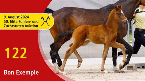 Th Elite Foal And Broodmare Auction Aug Th No Bon Exemple