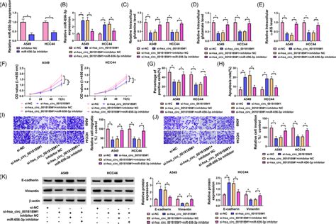 MiR6563p Could Restore The Effect Of Hsa Circ 0018189 Knockdown On