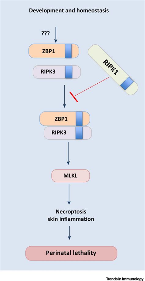 Zbp1 Innate Sensor Regulating Cell Death And Inflammation Trends In