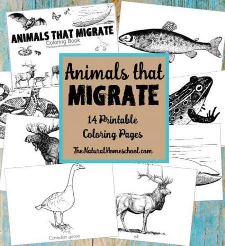 Animals that Migrate in Winter ~ Printable Coloring Pages - The Natural Homeschool