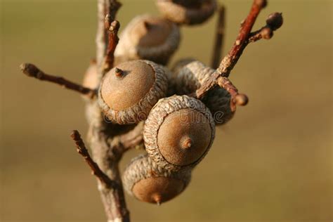 Acorn Different Type and Sizes Stock Photo - Image of type, closeup: 19923246