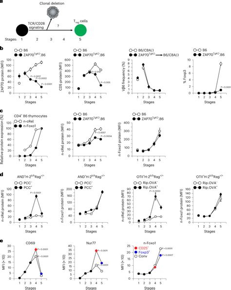 How Autoreactive Thymocytes Differentiate Into Regulatory Versus