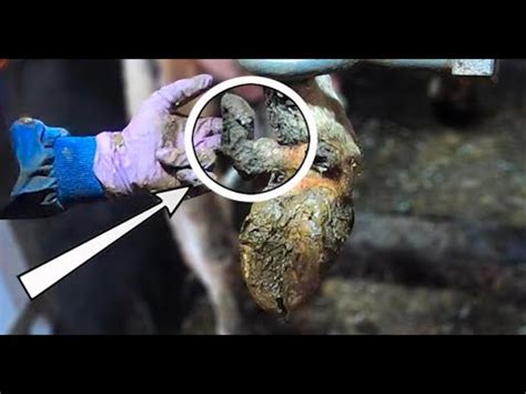 HUGE GROWTH On COWS HOOF TRIMMING DEW CLAWS The Hoof GP YouTube