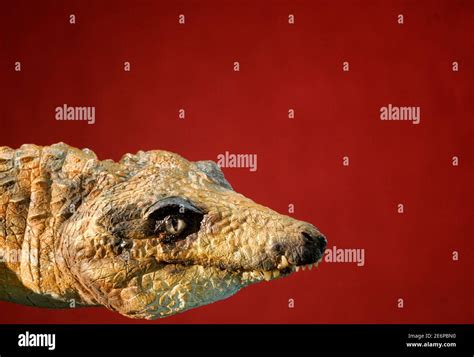 Dinosaur Missing High Resolution Stock Photography And Images Alamy