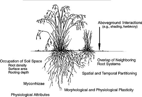 Pdf Plant Competition Underground Semantic Scholar