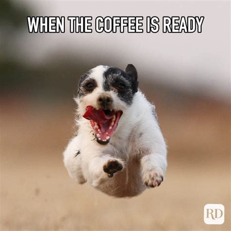 60 Funniest Coffee Memes Java Lovers Understand Readers Digest