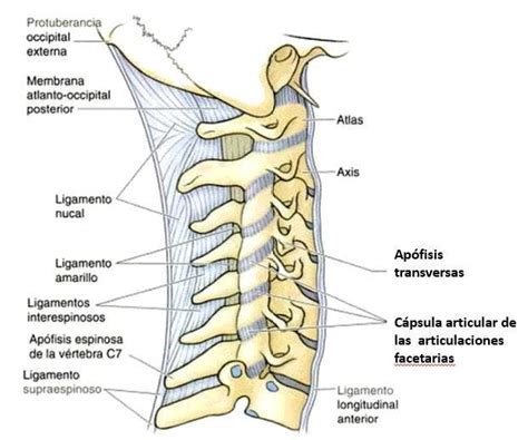 Anatomía De Las Cervicales Conoce Sus Huesos Ligamentos