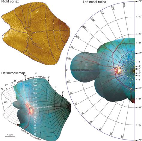 Monkey P To Generate A Retinotopic Map We Superimposed A Ring And Ray