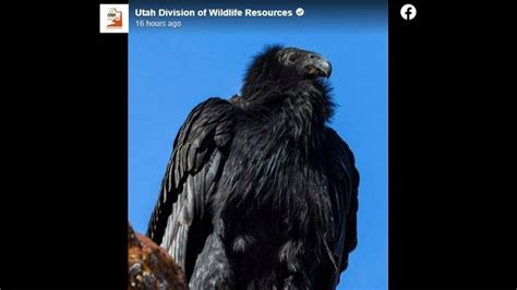 California Condor Making Waves In Utahs Zion National Park