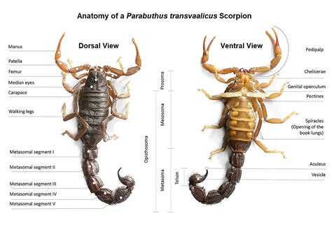 Scorpion Stings: From Mild Local Effects to Death