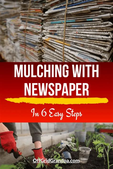 Mulching With Newspaper In 6 Easy Steps Off Grid Grandpa