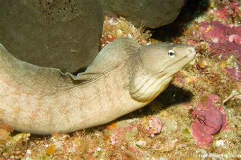 Gymnothorax Nubilus Grey Moray Reef Life Survey