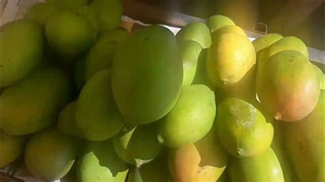 salem Mambalam|different varieties of mango|mangoes - YouTube