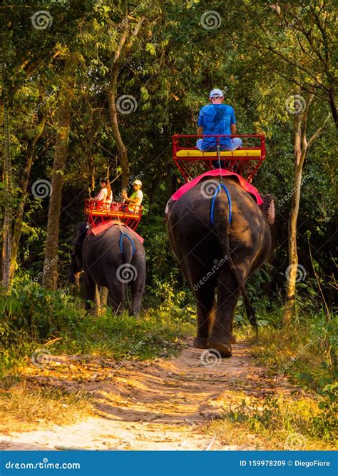 Elephant Riding in Thailand Editorial Stock Image - Image of palm ...