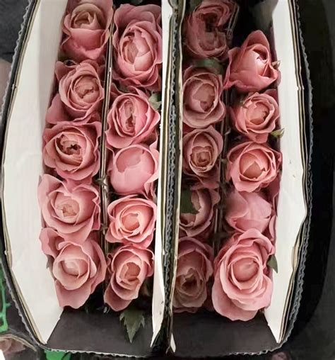 Rose Mikoto - D'Spring