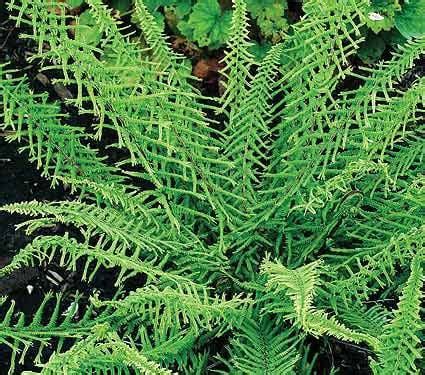 Athyrium Filix Femina Dre S Dagger Crested Lady Fern White Flower