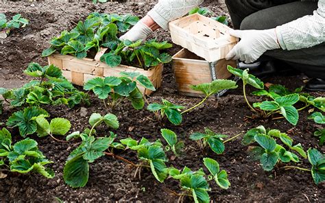 Your Guide To Growing Delicious Strawberries Confidently