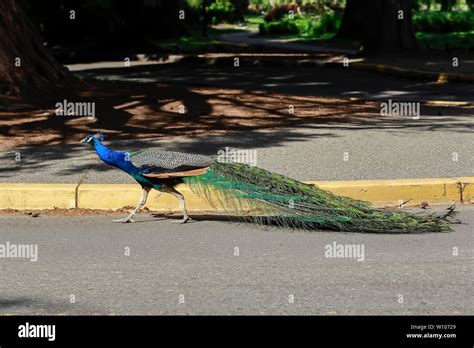 A Male Peacock Walks On The Side Of The Road In Beacon Hill Park In