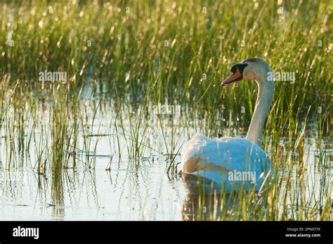 Mute Swan Cygnus Olor Adult Swimming On Pool At Sunrise Elmley