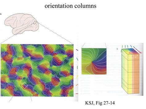 Ppt Visual Cortex Powerpoint Presentation Free Download Id 3425503